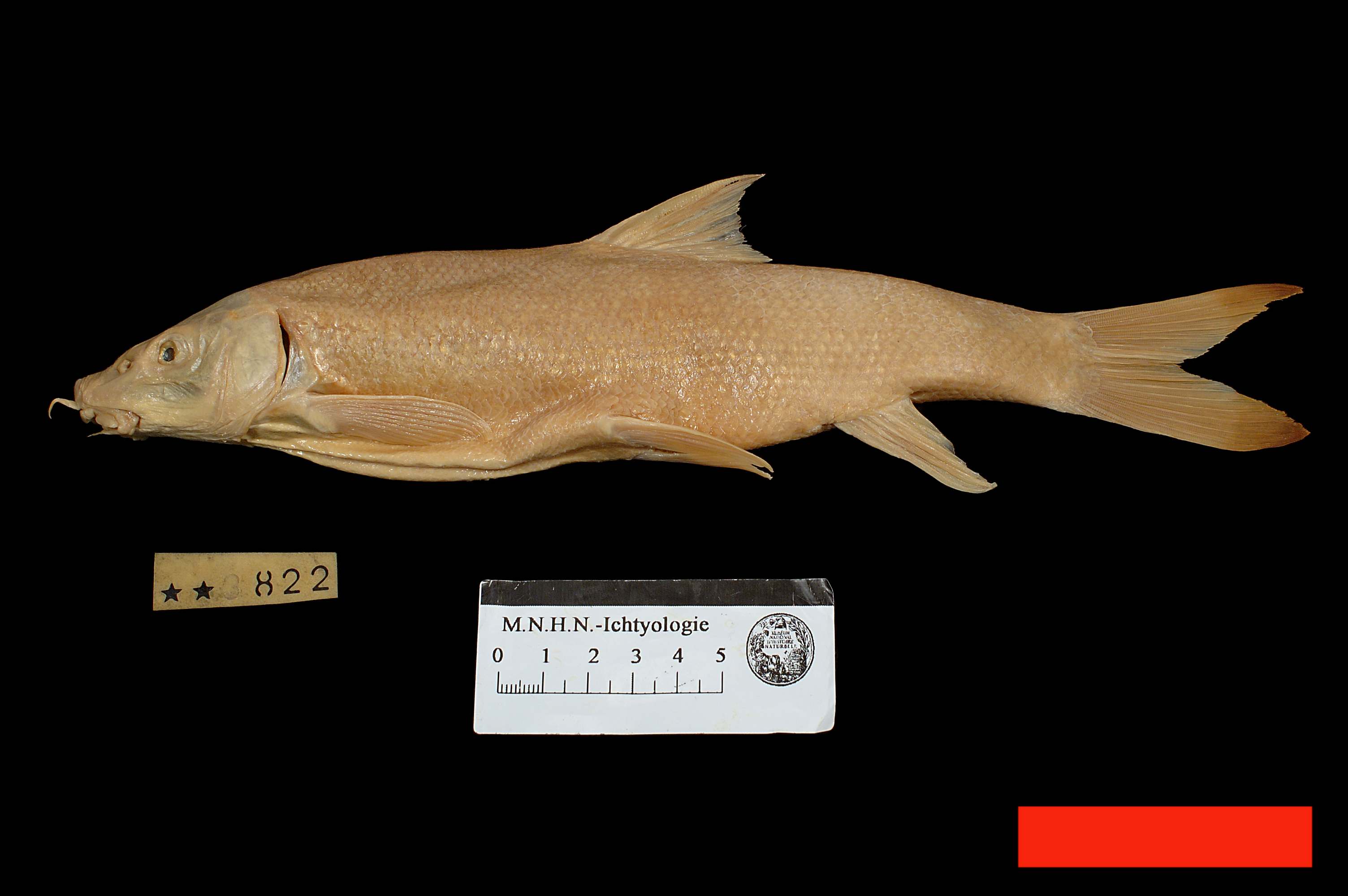 Barbus barbus (Linnaeus, 1758)